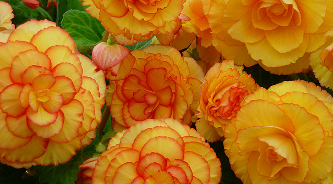 It’s Showtime! The Next Stage in the Life of Tuberous Begonias