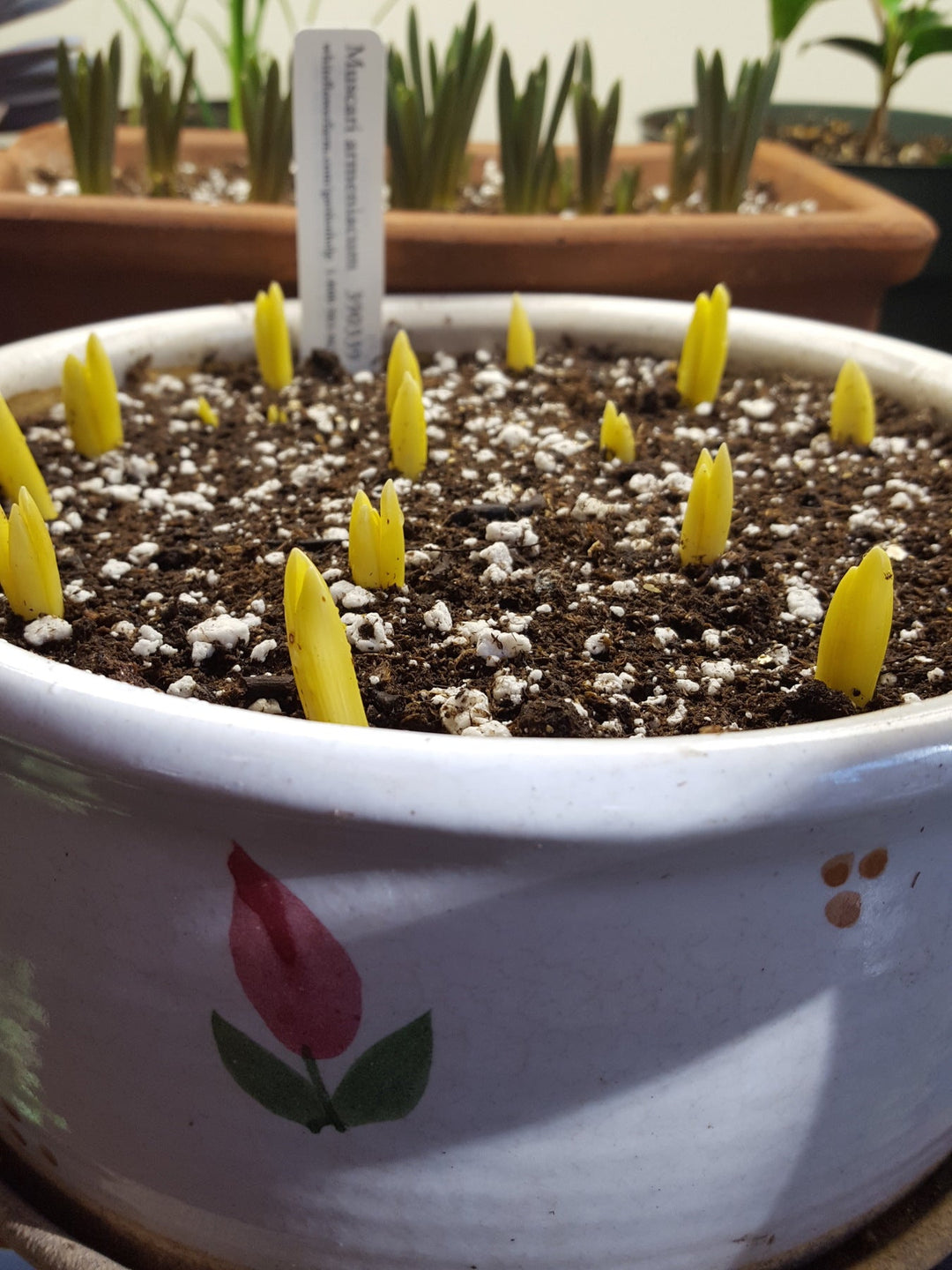 Cheating Winter – The Bulbs Take Root