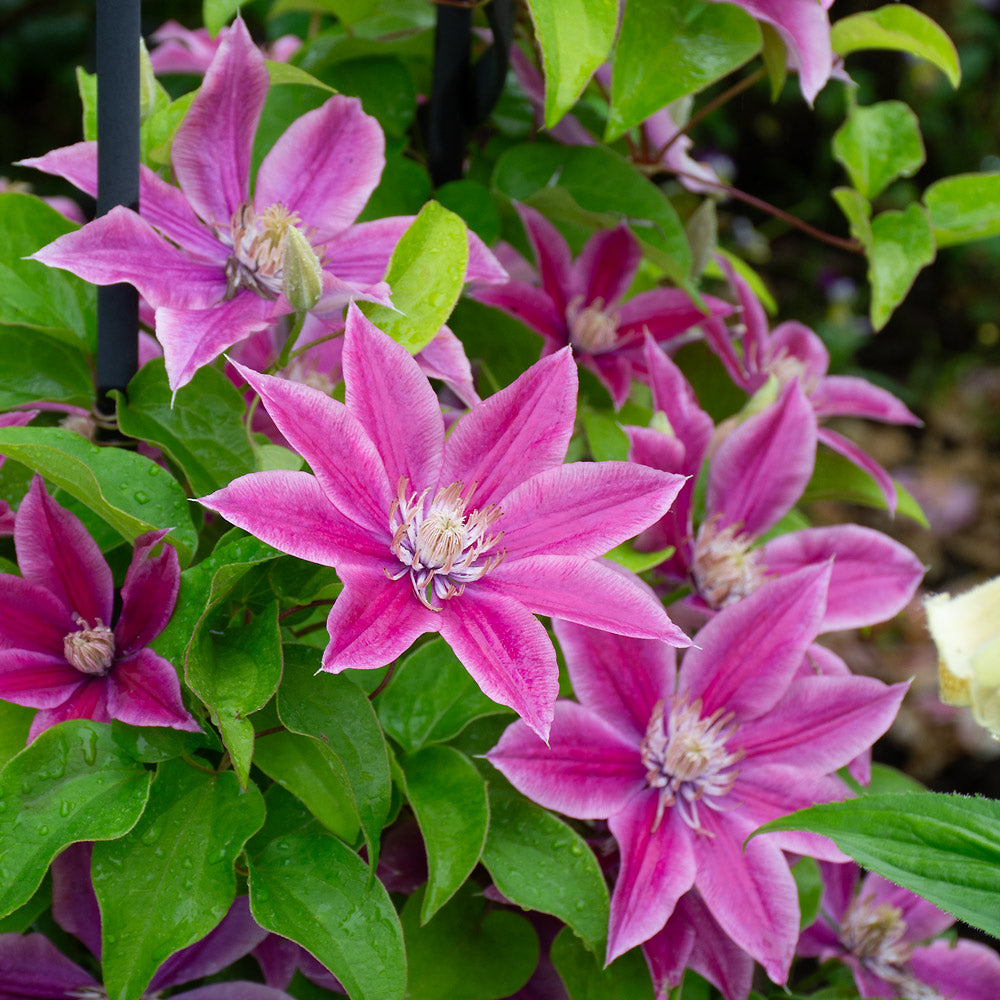 Visit the White Flower Farm Store for Vines That Add Vertical Interest to the Garden