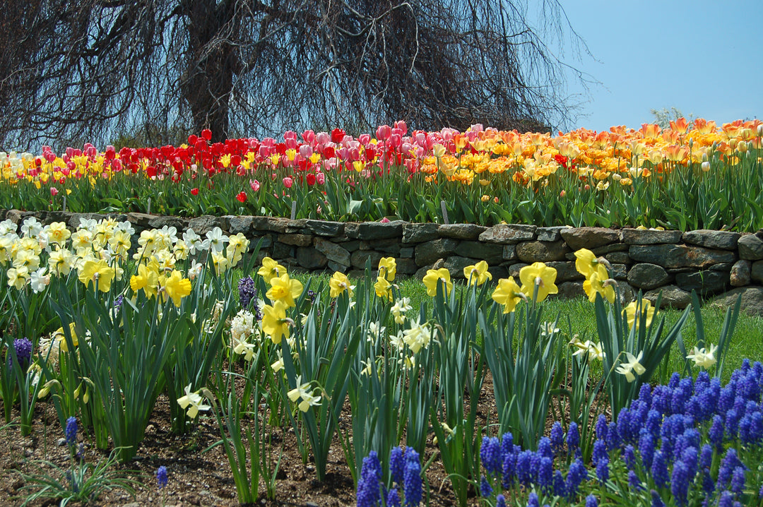 Plan Now for Succession of Spring Blooms
