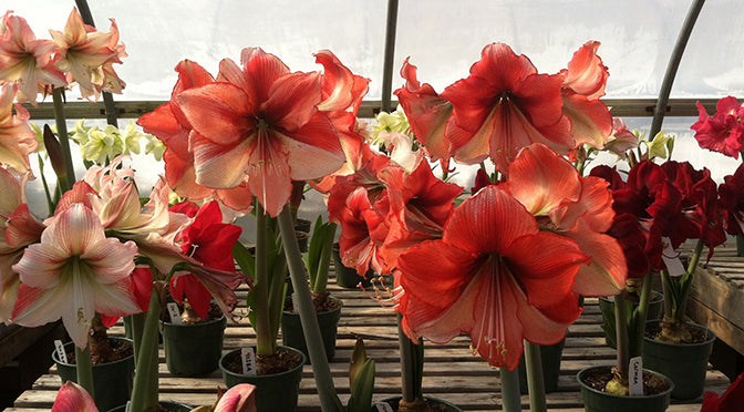 Amaryllis in Greenhouse