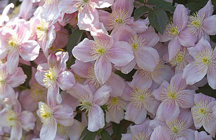 Plant Clematis for Extravagant Blooms