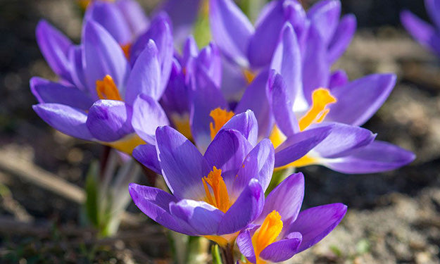 Forcing Crocus Bulbs—Big Performance with Little Effort
