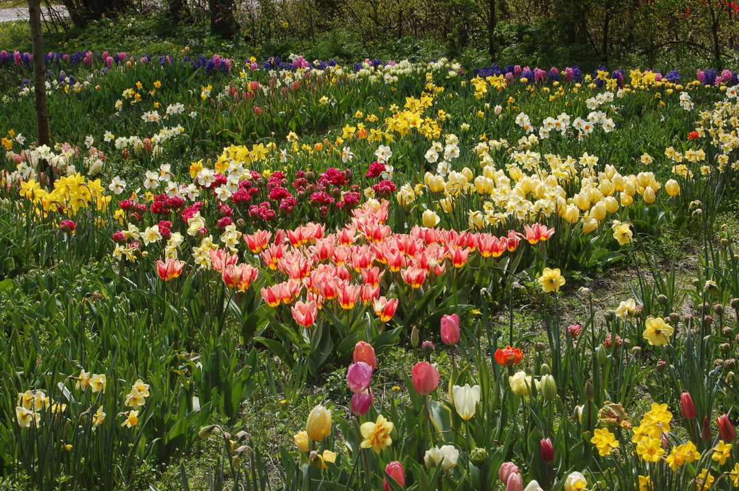 Our Springtime Visit to Holland