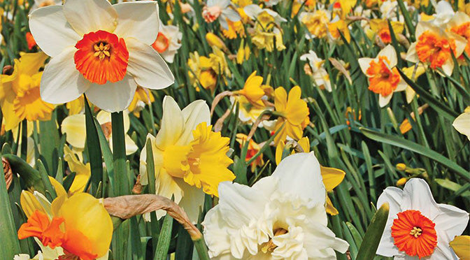 Breeding Daffodils