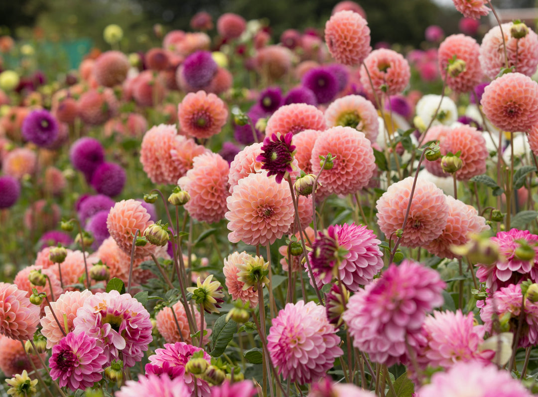 Group of Dahlias in a garden