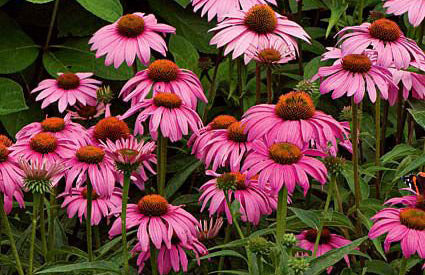 Echinacea purpurea 'Magnus'