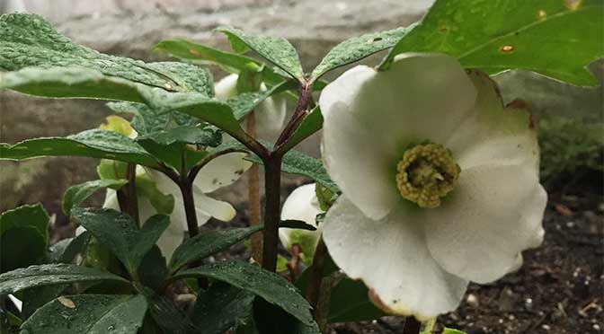 Helleborus niger: The Best Gift Plant Ever