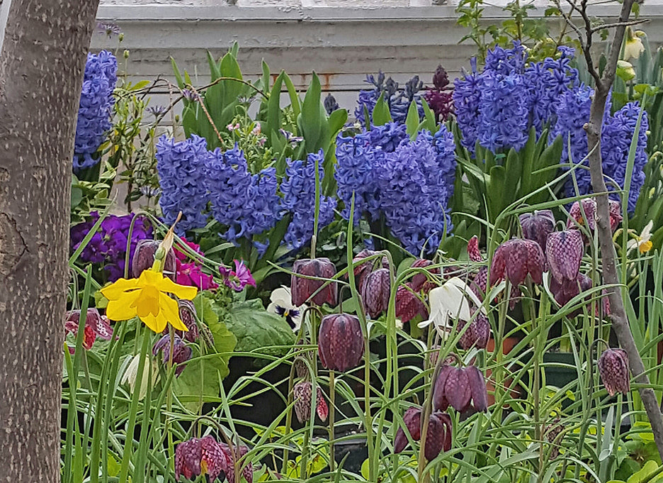 Mt. Holyoke College's Spring Flower Show
