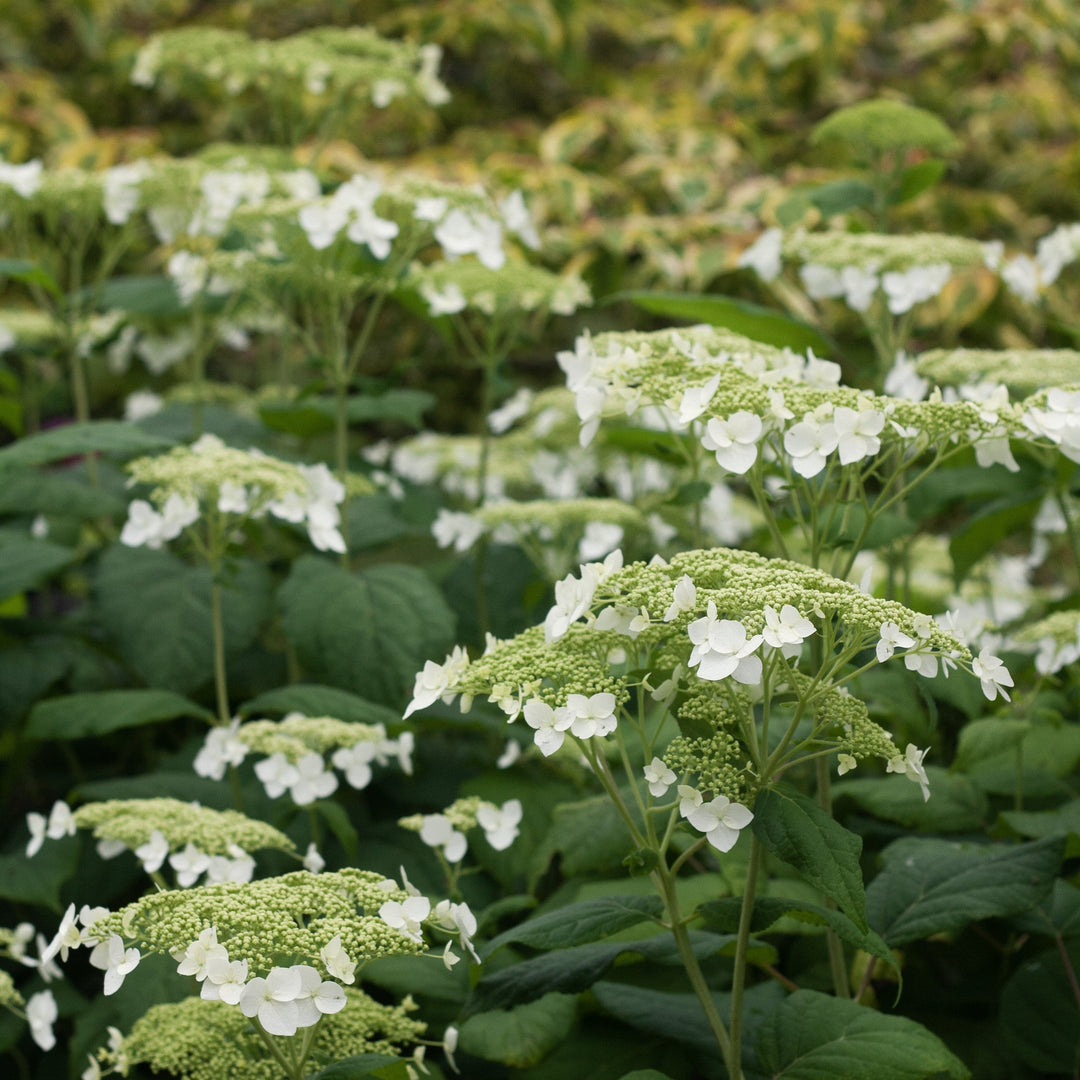 Know &amp; Grow Hydrangeas: A Conversation With White Flower Farm’s Shrub Expert