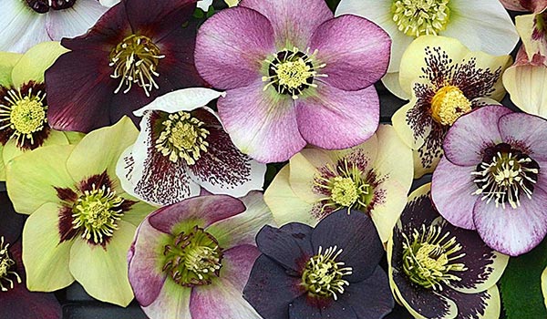 Down on the Farm: Signs of Spring