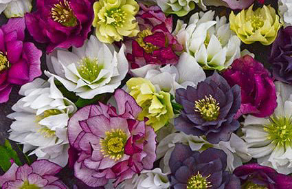 Early Spring Bloomers