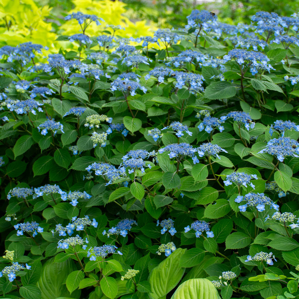 Visit the White Flower Farm Store for a Summer Sale on Select Woody Shrubs
