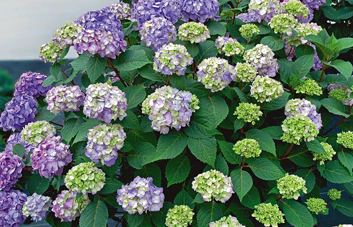 Hydrangea macrophylla Endless Summer® BloomStruck®