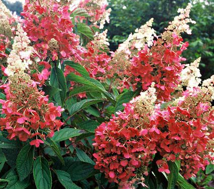 A Hydrangea for Every Garden