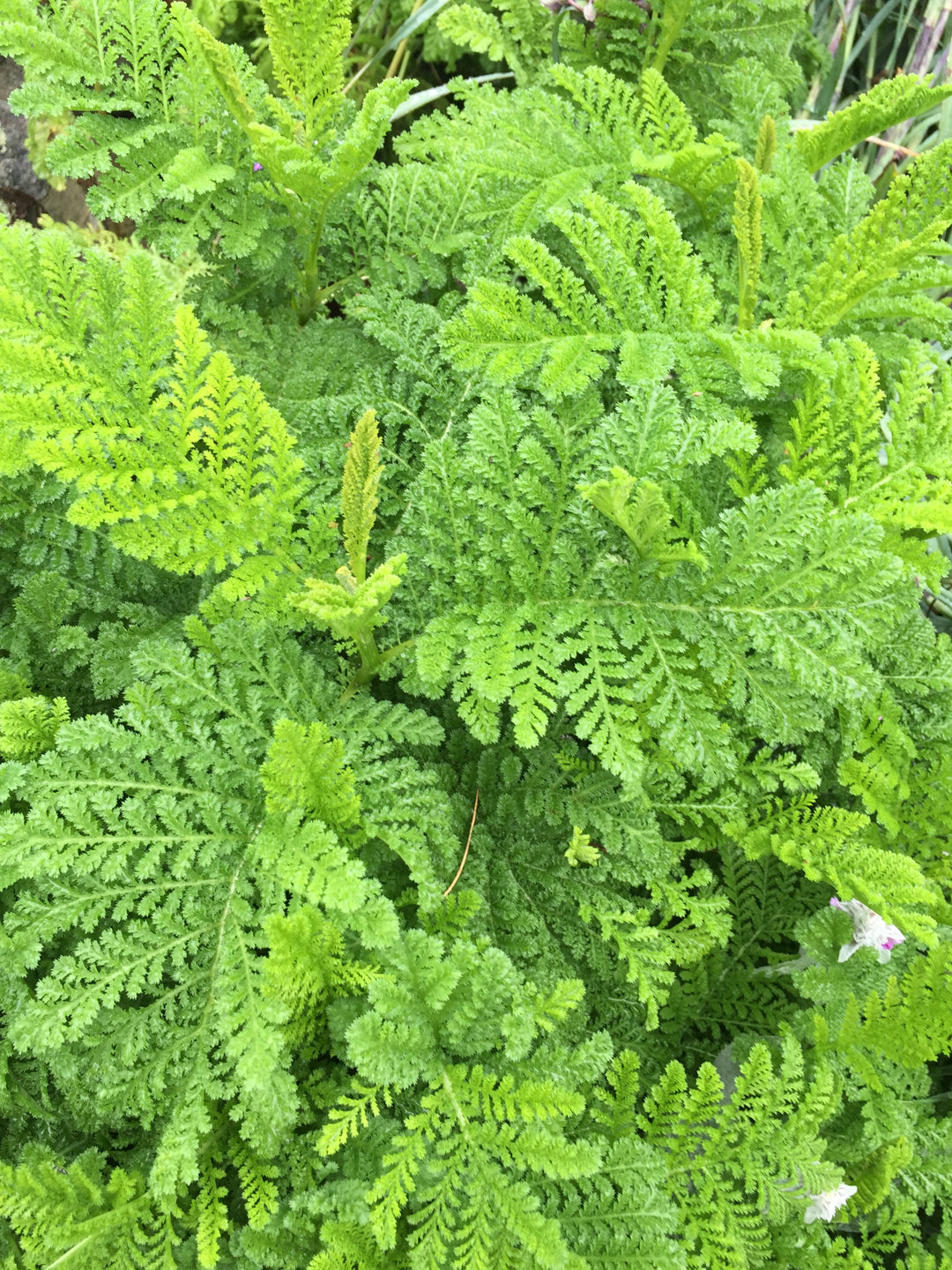 Visit Someone Else's Garden for Inspiration