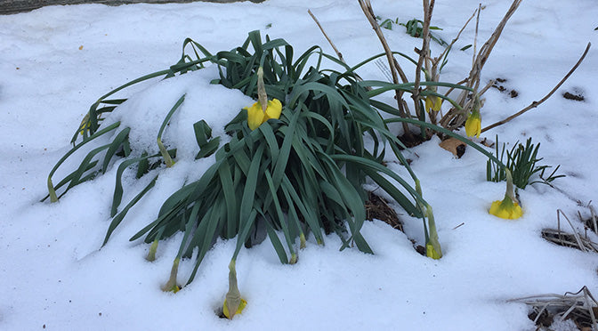 Is There Anything to Do About a Late Freeze?