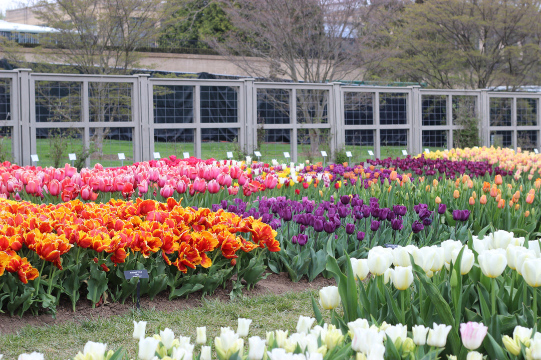 Road Trip: Visiting Longwood, Mt. Cuba & Chanticleer