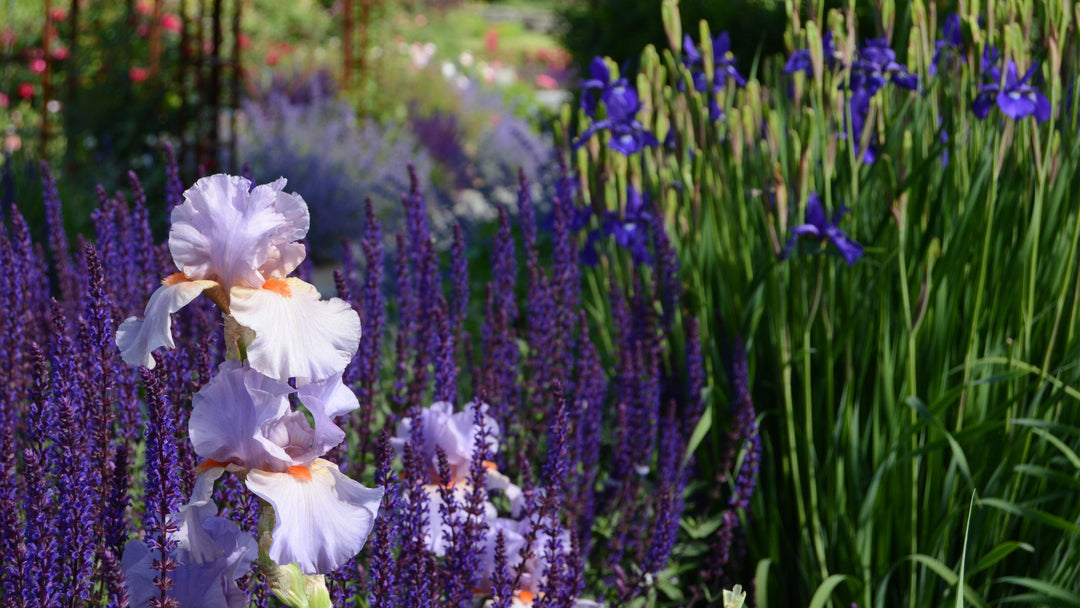 Over the Rainbow: The Wide World of Iris