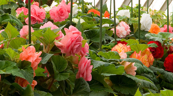 Our Tuberous Begonias - Chapter 1: Waking Up the Tubers