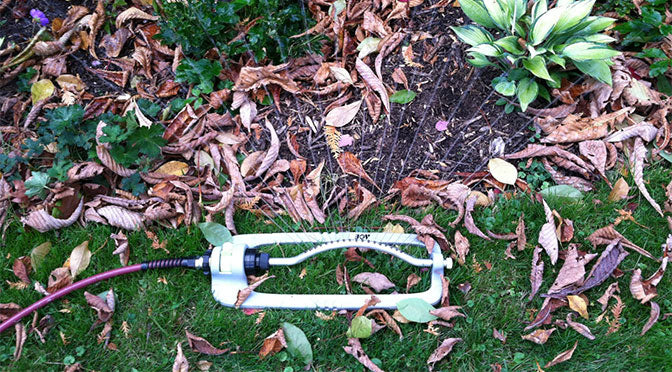 In Drought Conditions, Water Until the Ground Freezes Hard