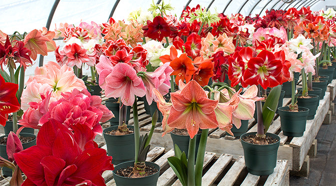 Staff Members Choose Their Favorite Amaryllis