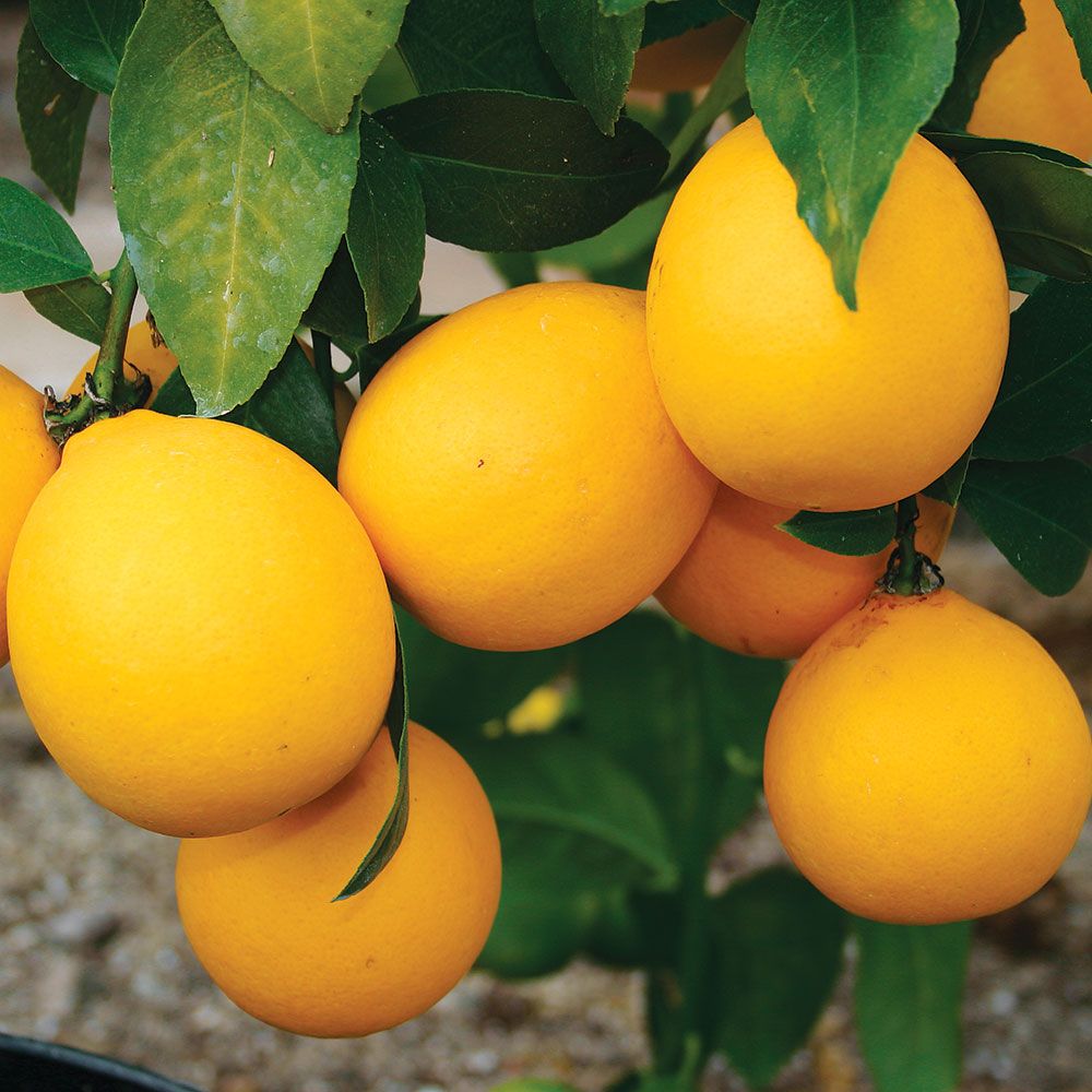 Meyer Improved' Lemon