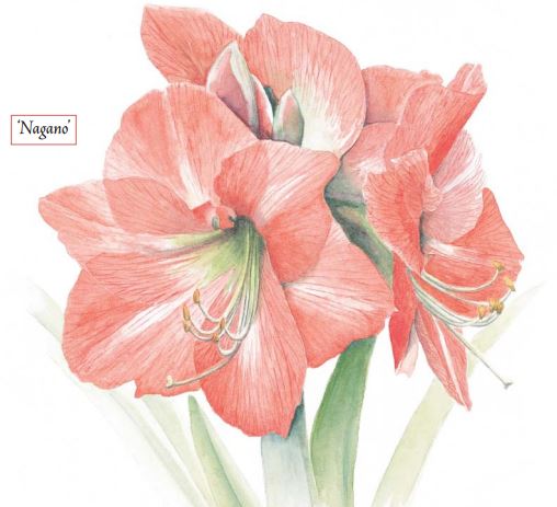 Amaryllis: Trumpets of Winter