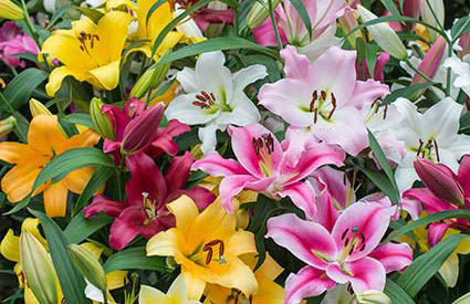 Ovation Large Flowering Orienpet Lily Mix