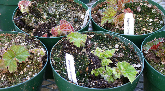 Earthquakes: The Next Stage in the Life of Tuberous Begonias