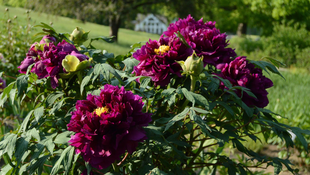 A Passion for Peonies & Their Companions