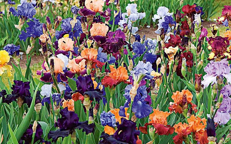 Planting and Growing Bearded Iris
