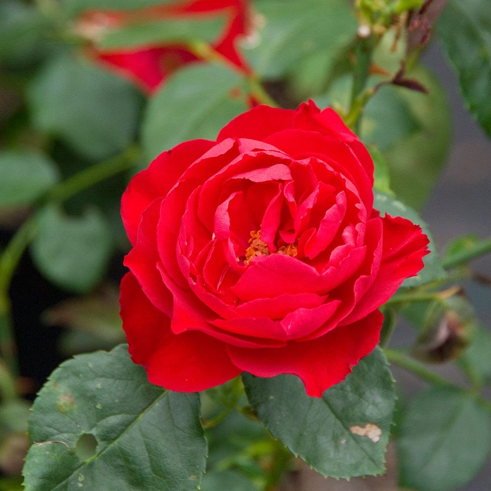 Keys to Growing Roses Successfully
