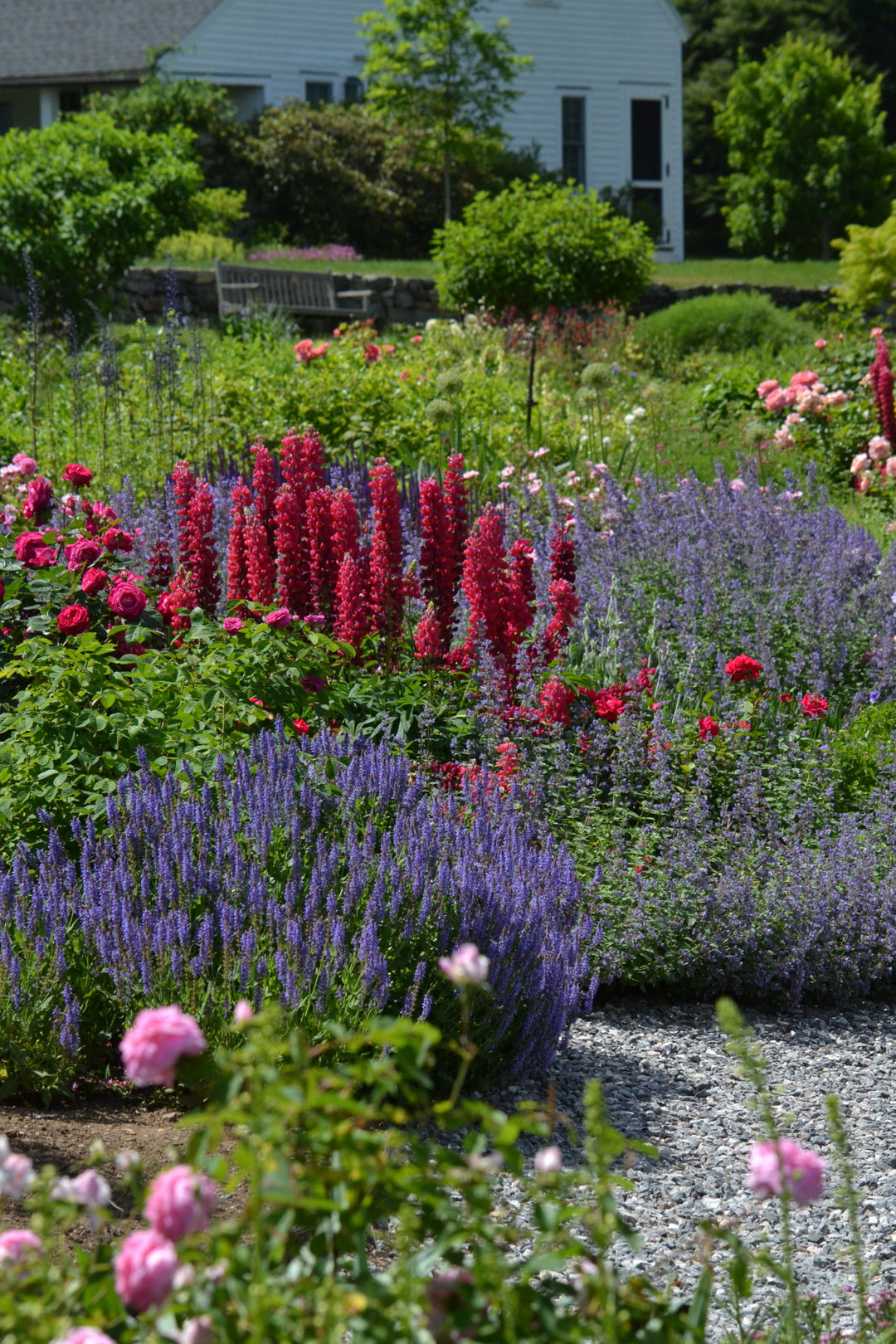 Beauty & Perfume in Our Rose Garden