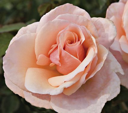 Saluting Some of History’s Greatest Female Gardeners