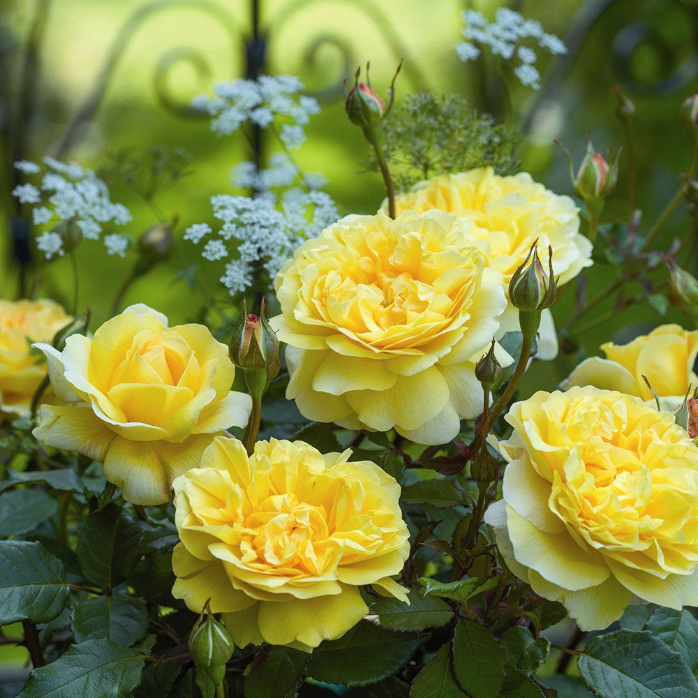 A Tribute to David Austin & His Exquisite English Roses
