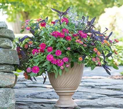 Create a Dramatic Patio Container