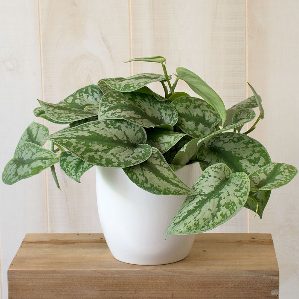 Scindapsus ‘Silver Satin’