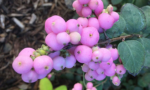 Plants to Feed the Birds