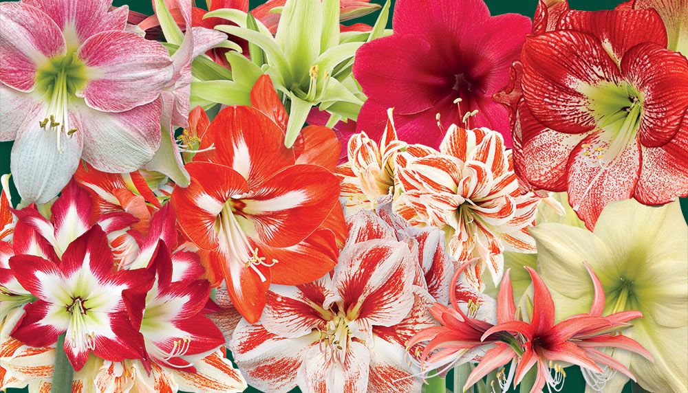 Different Types of Amaryllis