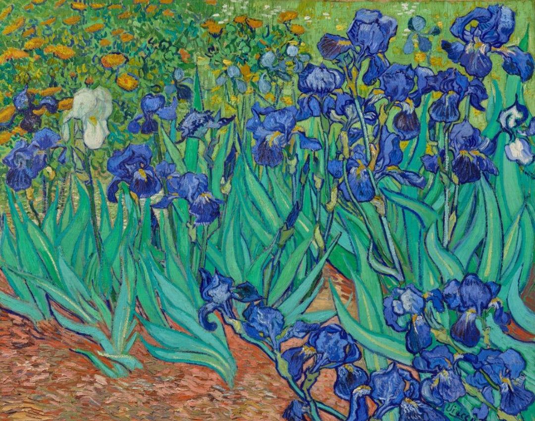 10 Factoids About Iris