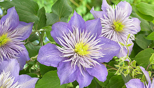 Climbers in the Garden
