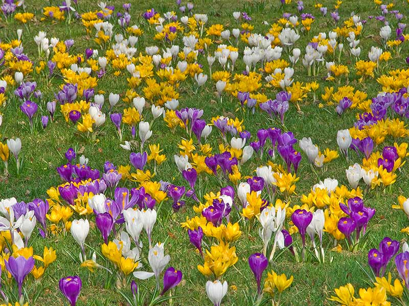 Route 63 Crocus Mix