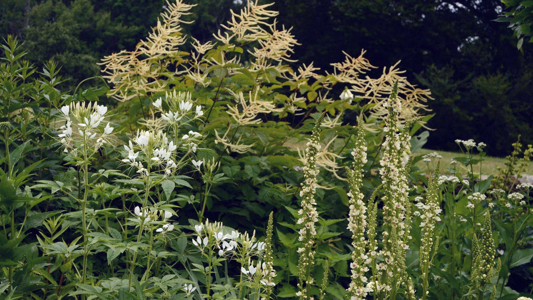 Bold Subtlety: The White Garden