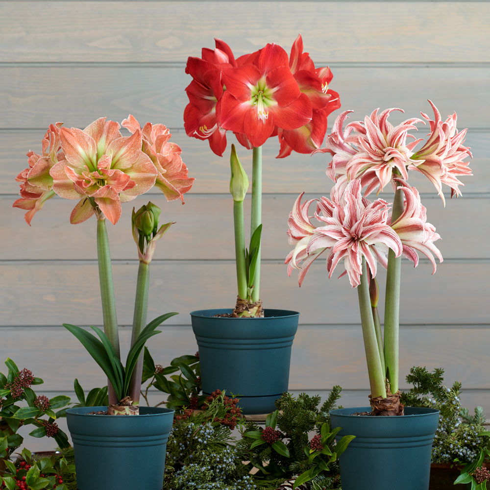 Potted Amaryllis trio