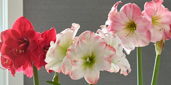 Gifting and Receiving Amaryllis (Hippeastrum) for Christmas