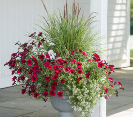 Annuals Collection