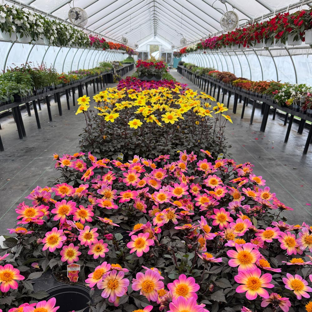 Everything You Need for the Spring Gardening Season
