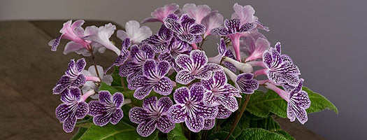 Cape Primrose 'Grape Ice'