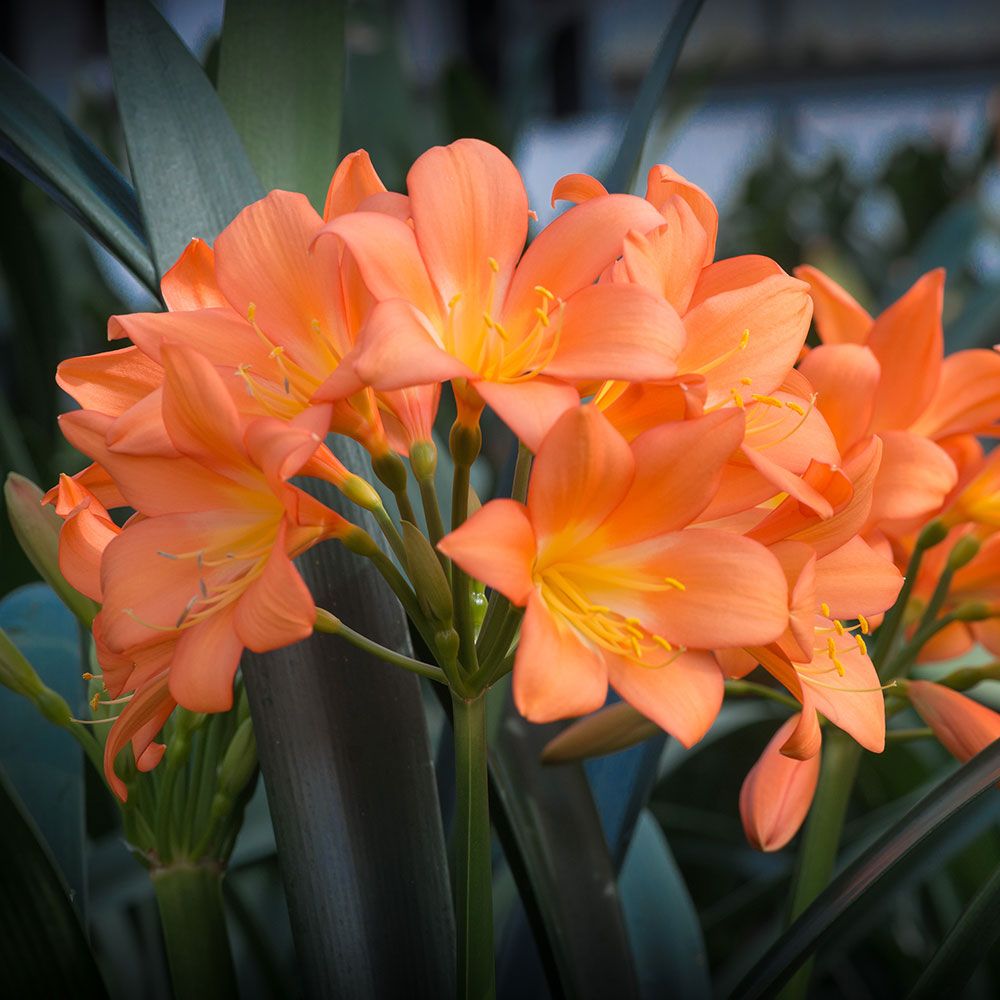Break-Through Clivia Bred by Longwood Gardens